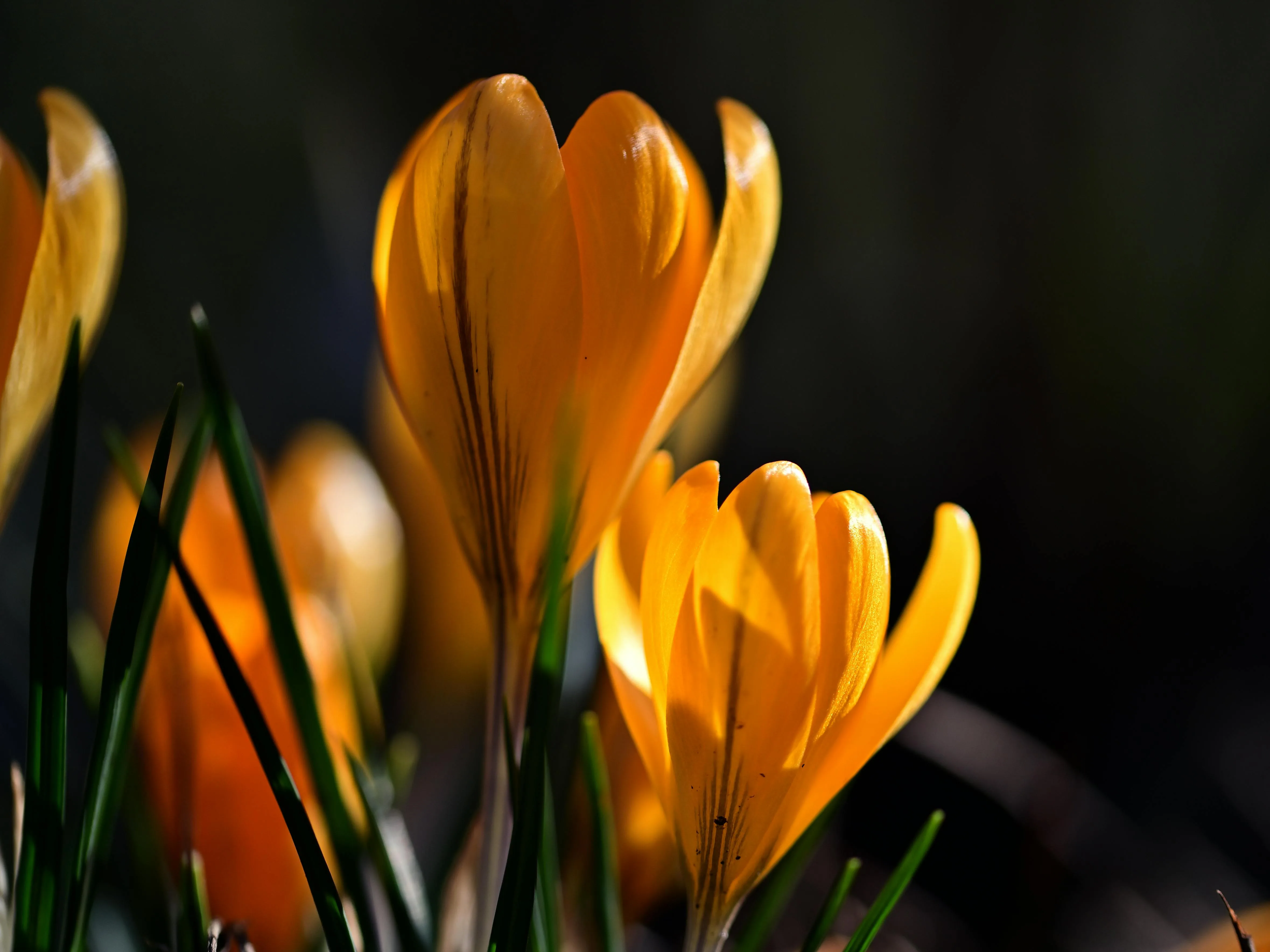 Autumn Crocus