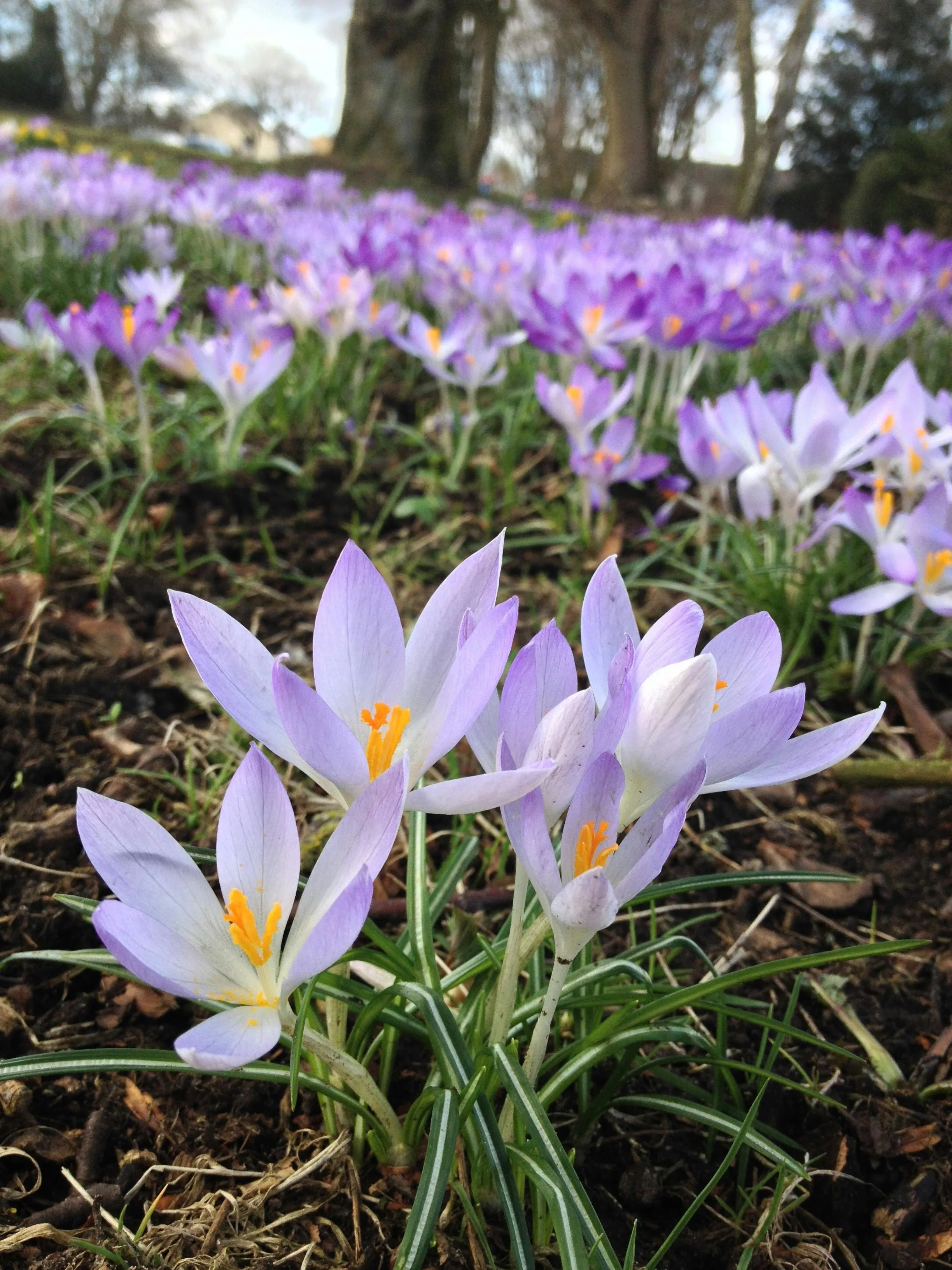 Crocus Lydius