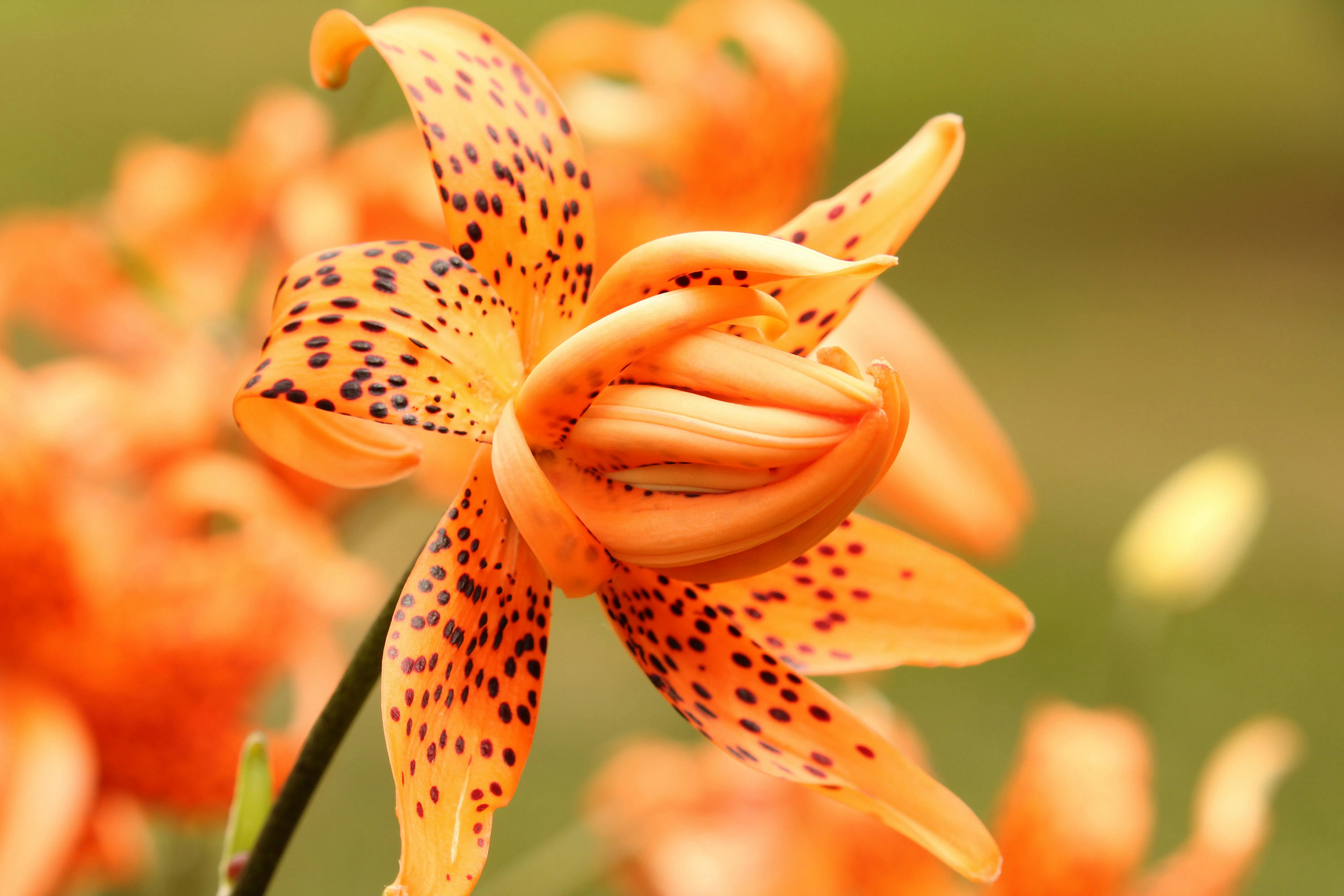 Tiger Lily